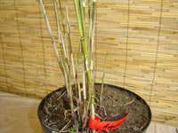 Bambus-Bonn: Halmaustrieb von Borinda angustissima - Ort: Bonn