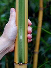 Bambus-Bonn: Halmdetail von Phyllostachys vivax Huangwenzhu Inversa - Ort: Bonn