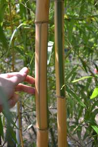 Bambus-Bonn: Halmdicke von Phyllostachys vivax Huangwenzhu Inversa  nach 3 Jahren - Ort: Bonn