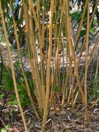 Bambus-Bonn: Phyllostachys vivax Huangwenzhu Inversa Hain nach 3 Jahren - Ort: Bonn