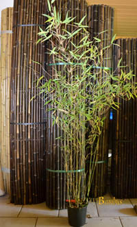 Bambus-Bonn: Bambus Fargesia Nitida - mit 140 cm Lieferhöhe - Ort: Bonn
