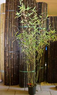 Bambus-Bonn: Bambus Fargesia Nitida - mit 140 cm Lieferh�he - Ort: Bonn