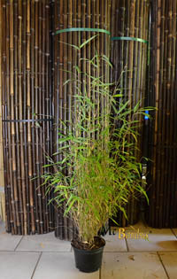Bambus-Bonn: Bambus Fargesia  - mit 80 cm Lieferhöhe - Ort: Bonn