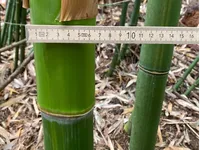 Bambus-Bonn: Frische Bambusstangen aus heimischem Anbau - nachhaltig & naturbelassen - Halmfarbe gr�n - Ort: Bonn