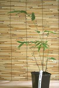 Produkt: Bambus-Bonn Dendrocalamus membranaceus - May Sang Bamboo