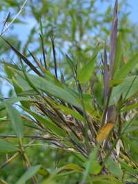Bambus-Bonn: Phyllostachys arcana Luteosulcata Bl�te 2014 in der N�he von K�ln - Ort: Bonn