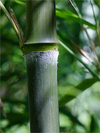Bambus-Bonn: Phyllostachys atrovaginata - Detailansicht Halm nach dem Austrieb - Ort: Bonn
