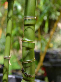 Bambus-Bonn: Halmansicht Phyllostachys aurea mit den typischen Knoten - Ort: Bonn