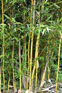Bambus-Bonn: Phyllostachys aureosulcata Aureocaulis mit neuen Halmen - Ort: Bonn