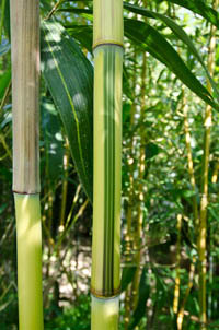 Bambus-Bonn: Detailansicht vom Bambus Halm - Phyllostachys aureosulcata Spectabilis - Ort: Bonn