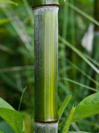 Bambus-Bonn: Detailansicht vom Bambushalm Phyllostachys aureosulcata harbin - Ort: Bonn