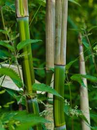 Bambus-Bonn: Phyllostachys aureosulcata harbin - Ort: Bonn