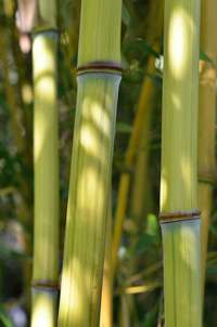 Produkt: Bambus-Bonn Phyllostachys aureosulcata Harbin Inversa