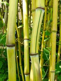 Bambus-Bonn: Phyllostachys aureosulcata Harbin Inversa - Ort: Bonn