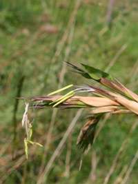 Produkt: Bambus-Bonn Phyllostachys kwangsiensis