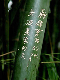 Bambus-Bonn: Phyllostachys pubescens Moso - Hhe in Deutschland bis 7 Meter - Ort: Bonn