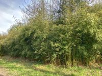 Bambus-Bonn: Fargesia robusta campbell - Hecke - Ort: Bonn