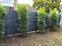 Bambus-Bonn: Fargesia robusta campbell - Neupflanzung - Ort: Bonn