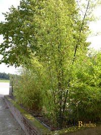 Bambus-Bonn: Bambushain von Phyllostachys Nigra Punctata - Ort: Bonn