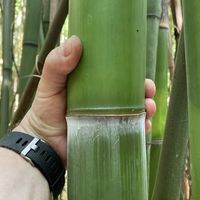 Bambus-Bonn: Frische Bambusstangen aus heimischem Anbau - nachhaltig & naturbelassen - Halmfarbe gr�n - Ort: Bonn