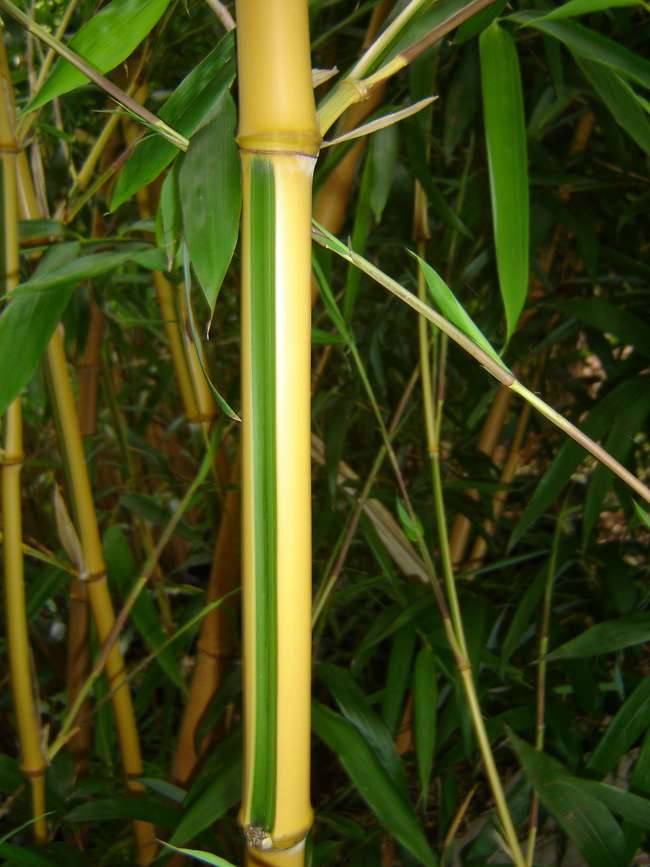 Bambus-Bonn: Phyllostachys bambusoides Castilloni - Detailansicht vom gelbem Halm mit gr�nem Sulcus - Ort: Bonn