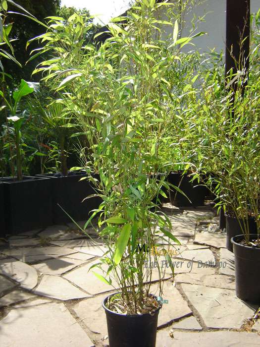 Bambus-Bonn: Phyllostachys Mannii H�he ca. 80 cm - Ort: Bonn