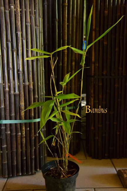 Bambus-Bonn: Phyllostachys pubescens Moso - H�he in Deutschland bis 7 Meter  - Ort: Bonn