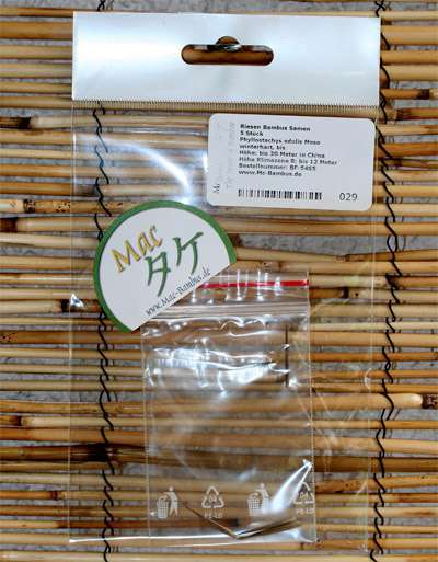 Bambus-Bonn: Phyllostachys pubescens Moso - Ernte Oktober 2025 - Ort: Bonn