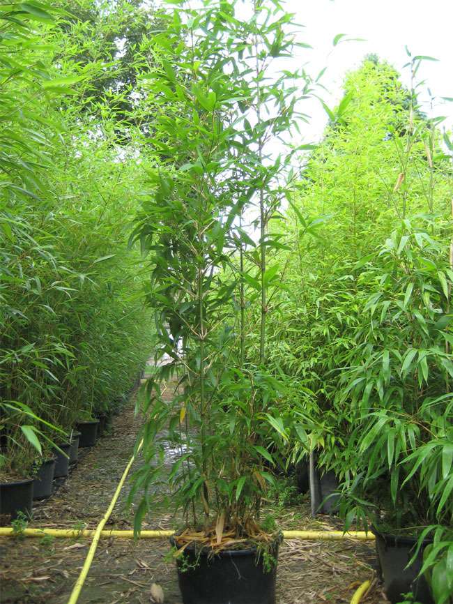 Bambus-Bonn: Semiarundinaria fastuosa  - 20 Liter Topf - Ort: Bonn