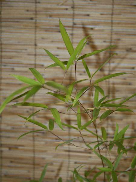 Bambus-Bonn: Phyllostachys decora - Ort: Bonn