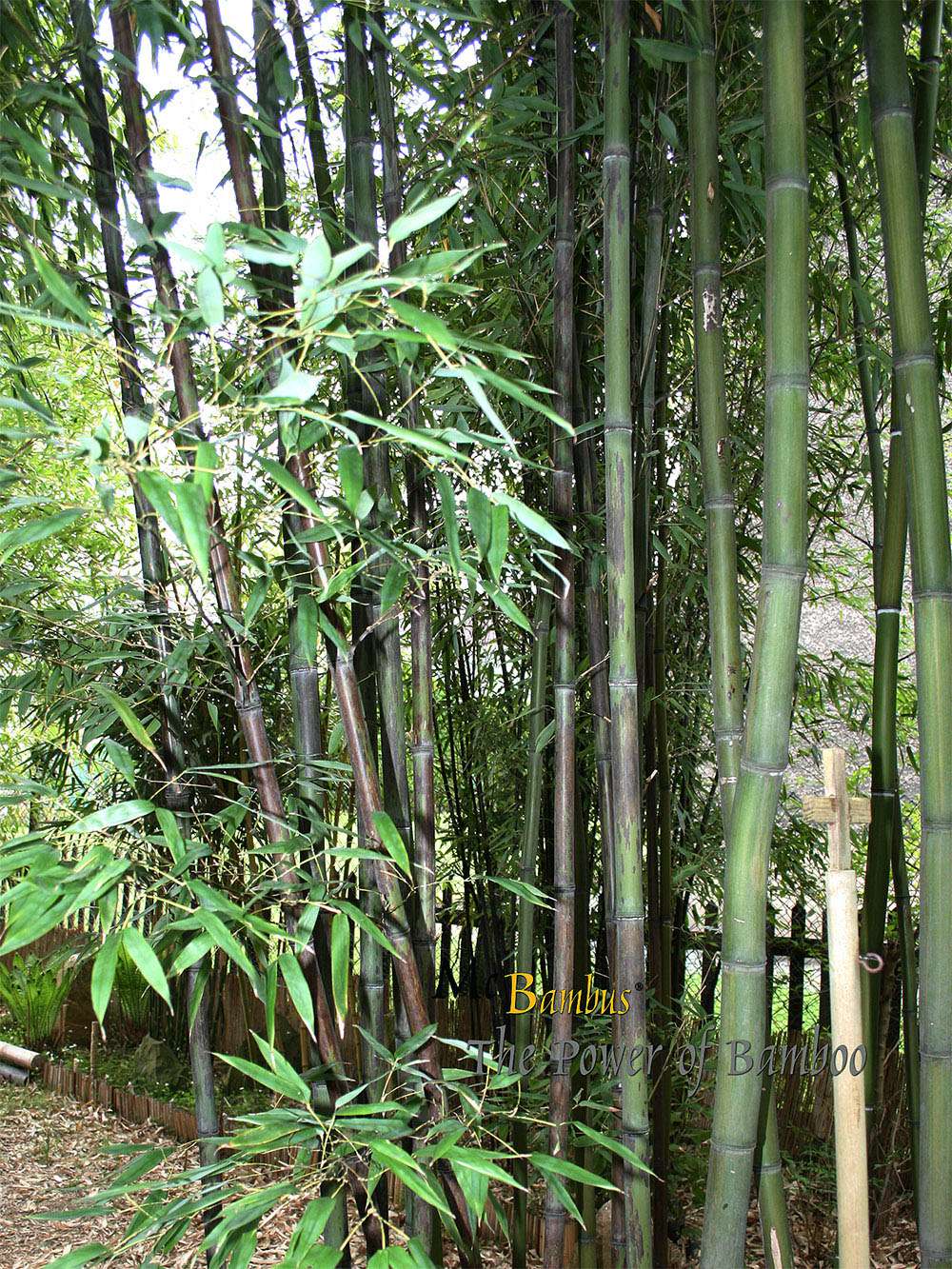 Bambus-Bonn: Bambushain mit Phyllostachys nigra Boryana - Ort: Bonn