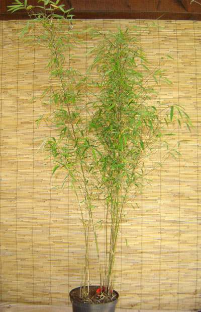 Bambus-Bonn: Borinda angustissima mit einer Pflanzenh�he 120 cm - Ort: Bonn