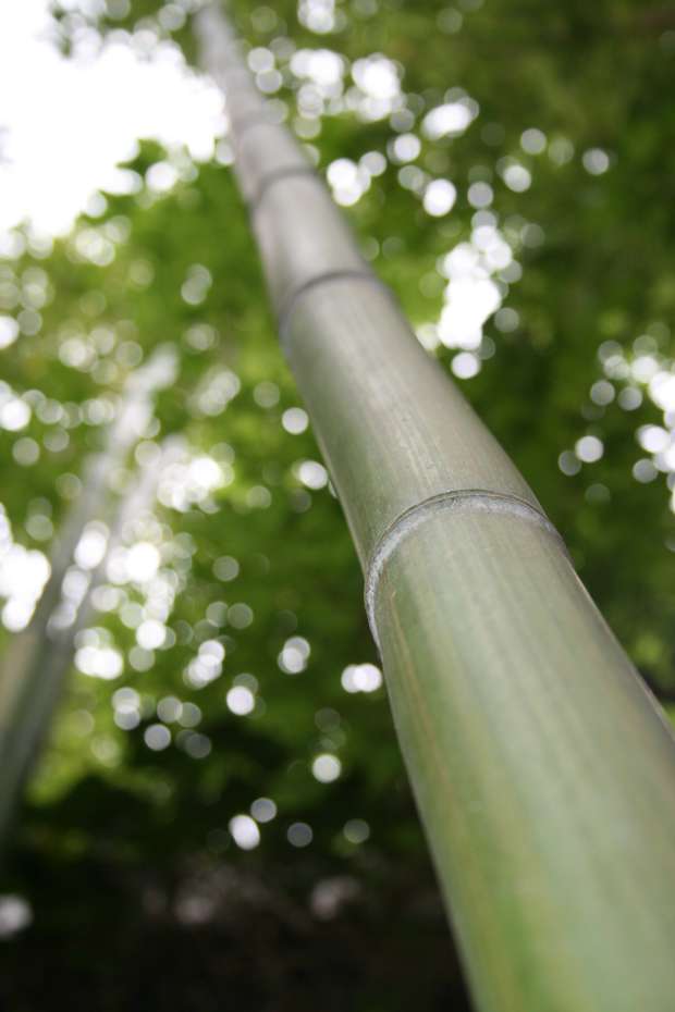 Bambus-Bonn: Phyllostachys vivax McClure - Ort: Bonn