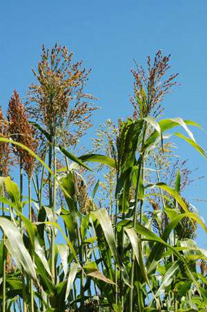 Bambus-Bonn: Elefantengras - Ort: Bonn