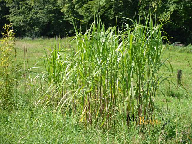 Bambus-Bonn: Miscanthus Riesen Chinaschilf - 2-j�hrig - Ort: Bonn