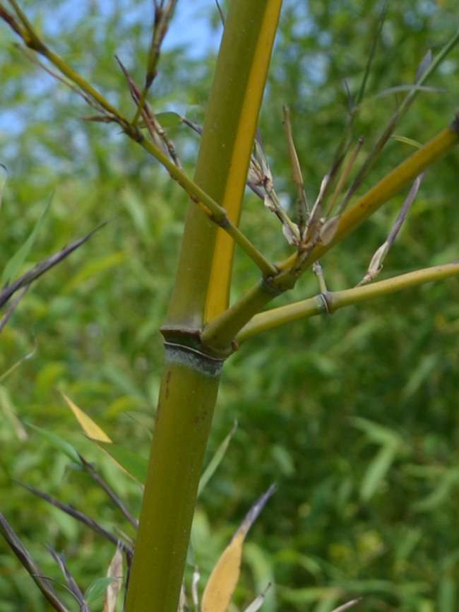 Bambus-Bonn: Halmanischt vom Bambus Phyllostachys arcana Luteosulcata - Ort: Bonn