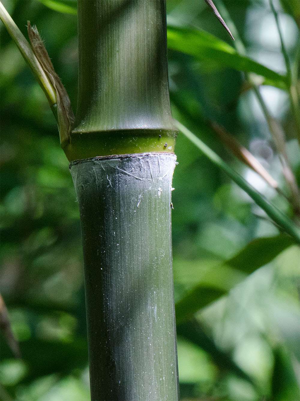 Bambus-Bonn: Phyllostachys atrovaginata - Detailansicht Halm nach dem Austrieb - Ort: Bonn