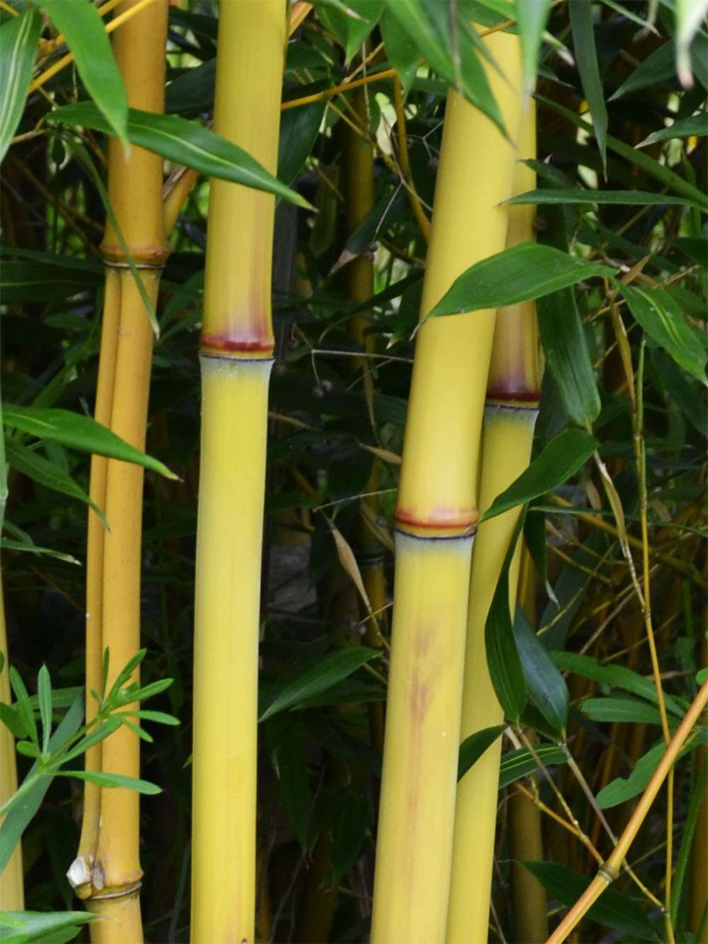 Bambus-Bonn: Detail vom Bambushalm der Sorte Phyllostachys aureosulcata Aureocaulis - Ort: Bonn