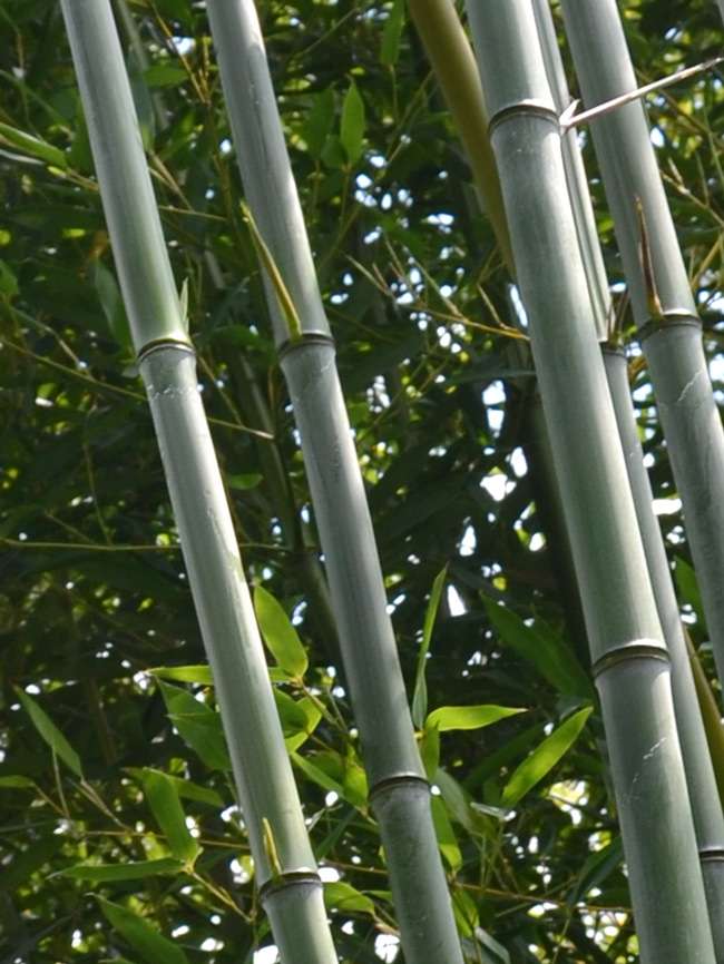 Bambus-Bonn: Phyllostachys aureosulcata alata - typische olivf�rbung der Halme - Ort: Bonn