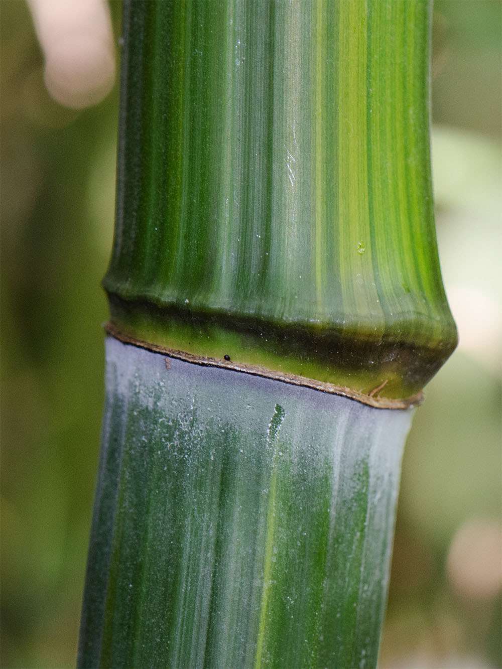Bambus-Bonn: Detailansicht vom Bambushalm Phyllostachys aureosulcata harbin - Ort: Bonn