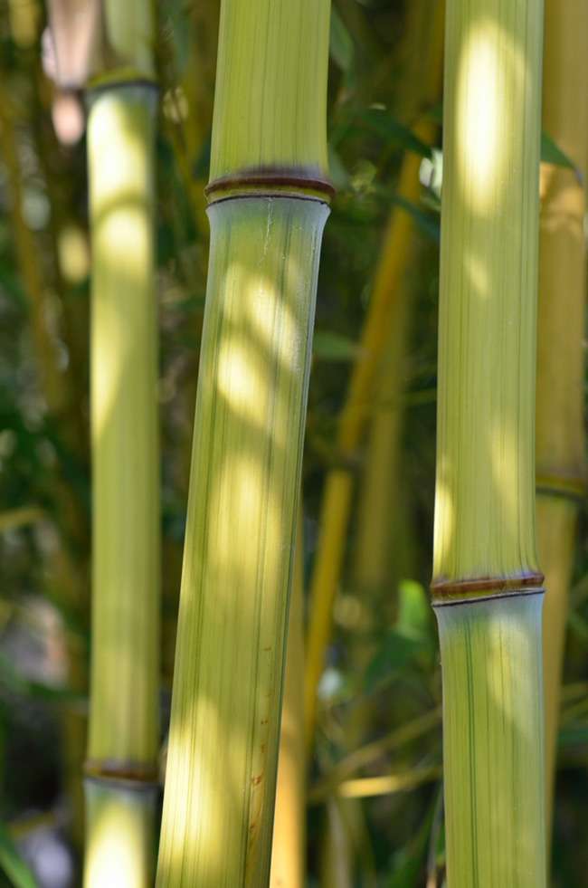 Bambus-Bonn: Detailansicht vom Bambushalm Phyllostachys aureosulcata harbin inversa - Ort: Bonn