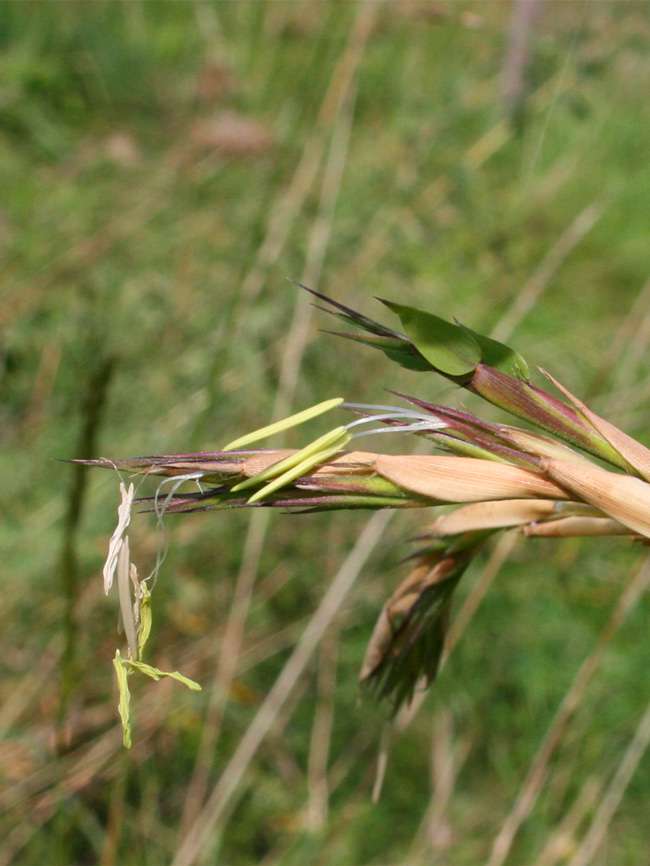 Bambus-Bonn: Detailansicht der Bambusbl�te 2014 von Phyllostachys kwangsiensis - Ort: Bonn