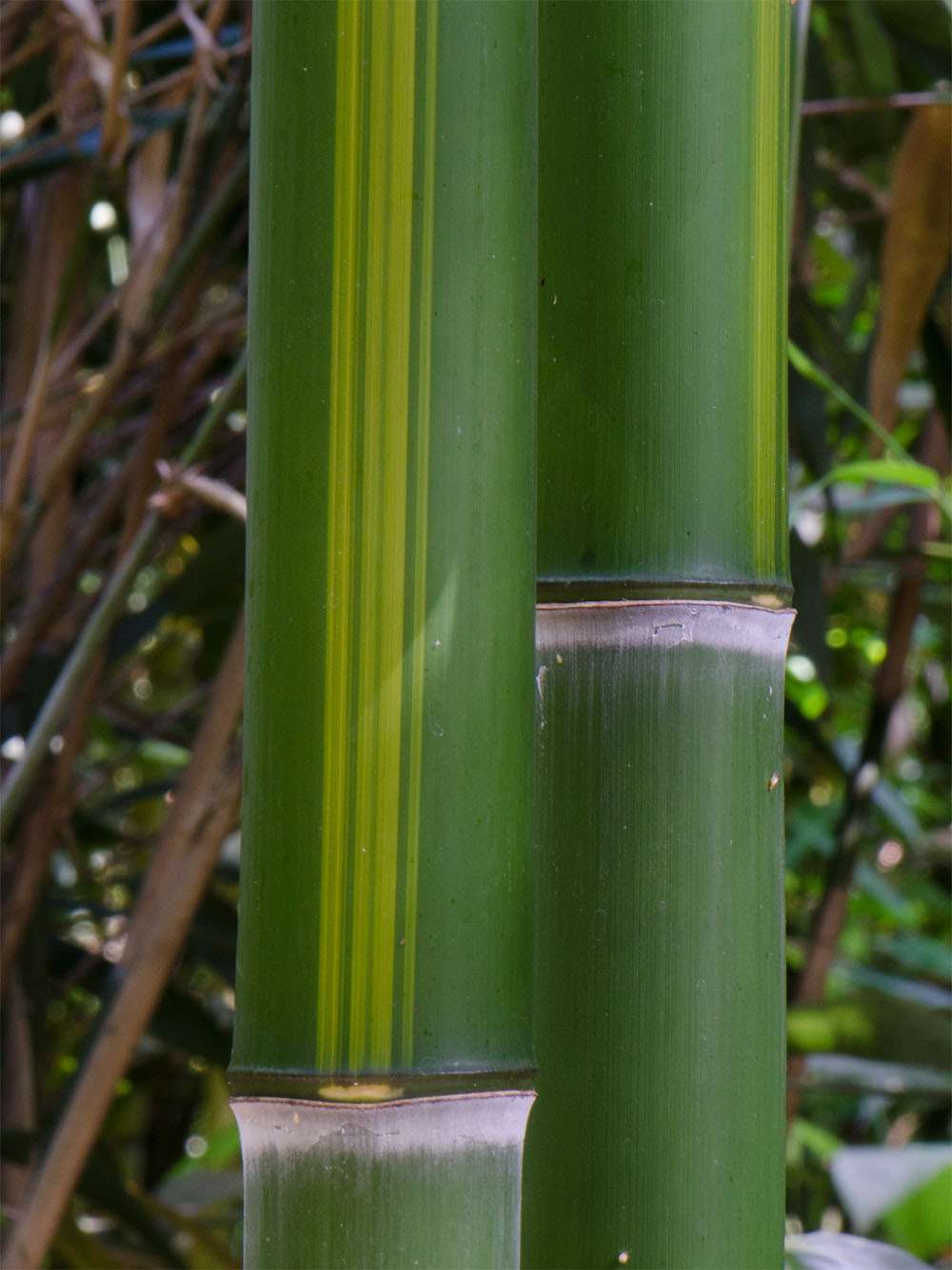 Bambus-Bonn: Halmzeichnung von der Bambussorte Phyllostachys vivax huangwenzhu - Ort: Bonn