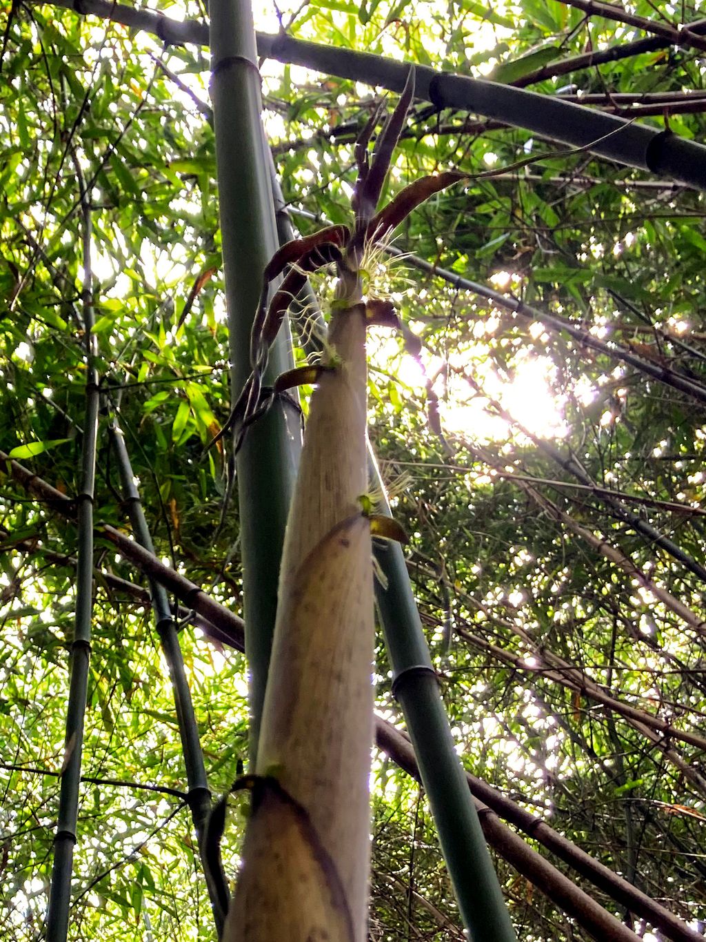Bambus-Bonn: Halmaustrieb von Phyllostachys bambusoides - Ort: Bonn