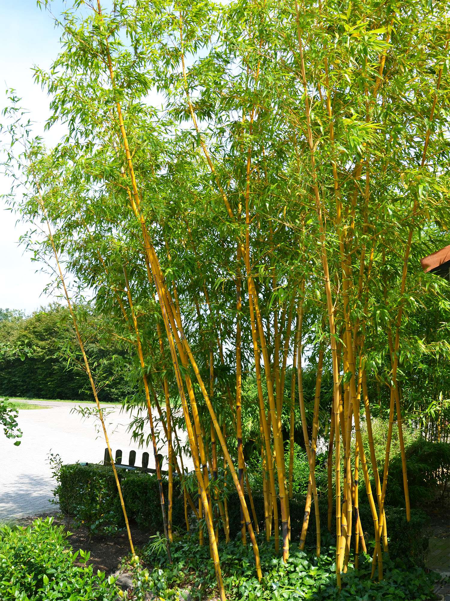 Bambus-Bonn: Aufnahme von Phyllostachys vivax aureocaulis - Ort: Bonn