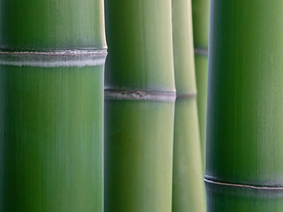 Bambus-Bonn Phyllostachys