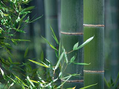 Bambus-Bonn Phyllostachys