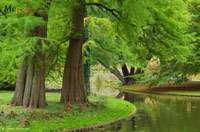 Urwelt-Mammutbaum - Metasequoia glyptostroboides